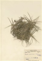 藏品(臺灣蘆竹)的圖片